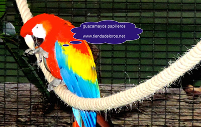 Guacamayo Ara Macao