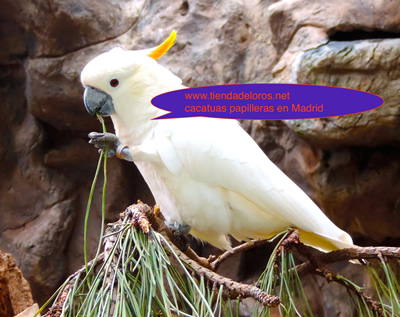 Cacatua Blanca