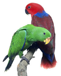 Eclectus